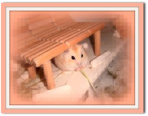 SanuyeLove.jpg SanuyeLove.jpg