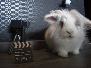 Buchsbunny.JPG Buchsbunny.JPG