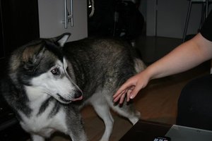 IMG_8181.JPG IMG_8181.JPG