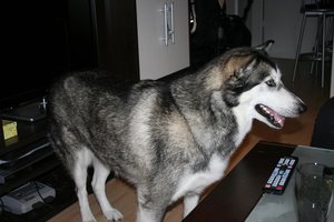 IMG_8185.JPG IMG_8185.JPG