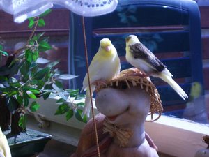 Koko,Purzel und die Kids im Wohnzimmer v. 11.6.08 040.jpg