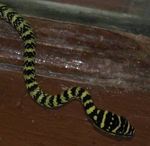 Schlange8 KopfJun.jpg