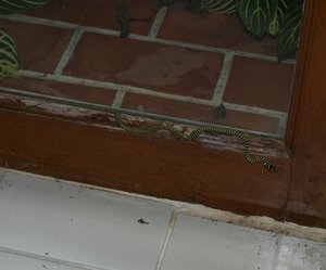 Schlange8Jun klein.jpg