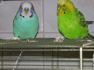 willi und gismo 4.jpg