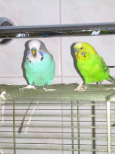 willi und gismo 2.jpg