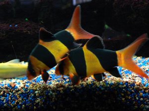 P1000672.jpg P1000672.jpg