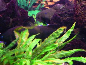 P1000674.jpg P1000674.jpg