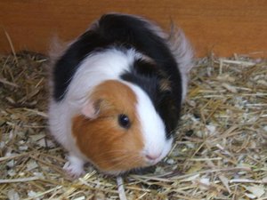 Jeremys 5. Geburtstag 103.jpg