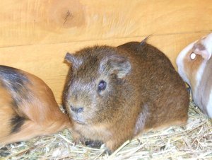 Jeremys 5. Geburtstag 102.jpg