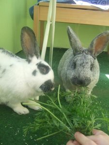 Karlchen & Mrs Schecke 1.jpg