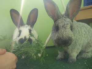 Karlchen & Mrs Schecke 2.jpg