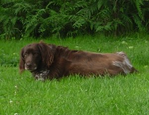 Ã–mchen im August 07.JPG