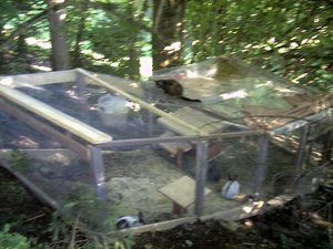 Freilauf von oben_600x450.jpg