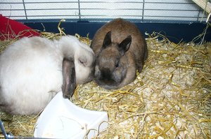 P1060774 - Kopie.JPG