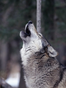franz-robert-grey-wolf-howling-canis-lupus.jpg