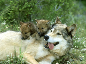 carey-alan-and-sandy-grey-wolf-canis-lupus-montana.jpg
