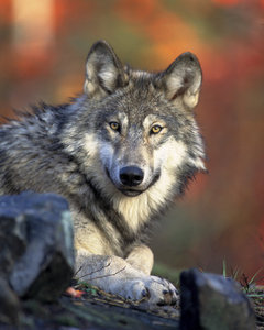 070905191425_Timber_Wolf_Canis_lupus_LG.jpg