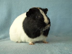 topmodel.jpg topmodel.jpg