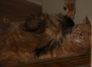 Arvid allein zu Hause.jpg Arvid allein zu Hause.jpg