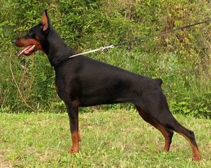Doberman%20Pinscher2.jpg