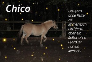 ChicoEinPferd.JPG