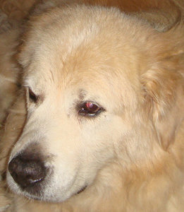 charlie elba 2010.jpg charlie elba 2010.jpg