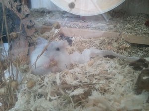 Foto0387a.jpg Foto0387a.jpg