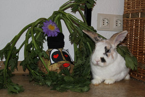 HasiHerzensbrecher.jpg HasiHerzensbrecher.jpg