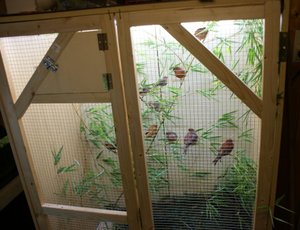 voliere1.JPG