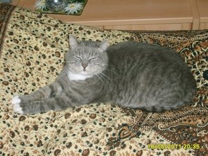 Schoki versch.fÃ¼r Tierforum 049 a.jpg