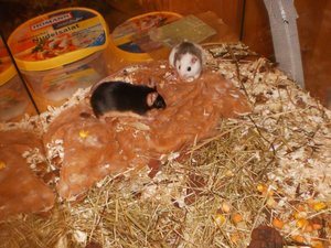 PICT0410.JPG PICT0410.JPG