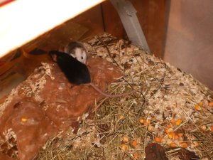 PICT0409.JPG PICT0409.JPG