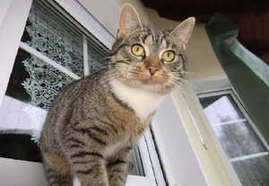 Strolchi3.jpg Strolchi3.jpg