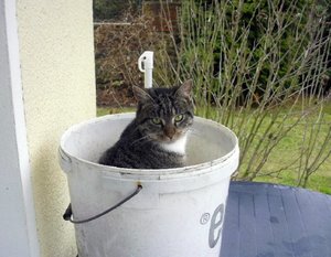 StrolchiEimerbild.jpg StrolchiEimerbild.jpg