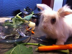 Kaninnchenpromidinner.JPG Kaninnchenpromidinner.JPG