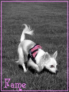 Fame52.jpg Fame52.jpg