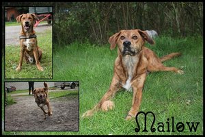 Mailow77.jpg Mailow77.jpg