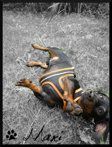 Maxi111.jpg Maxi111.jpg