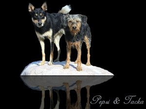 Tacka&Pepsi.jpg Tacka&Pepsi.jpg