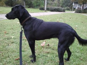 Layla2.jpg Layla2.jpg