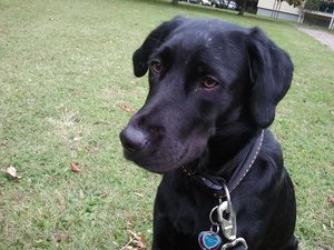 Layla1.jpg Layla1.jpg