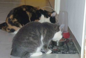 Friedliches Mampfen.jpg