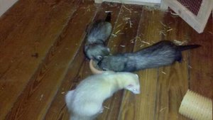 1319994931393.jpg 1319994931393.jpg