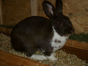 DSCI2117.JPG DSCI2117.JPG