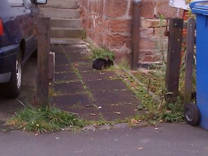 Armes Kaninchen.jpg Armes Kaninchen.jpg