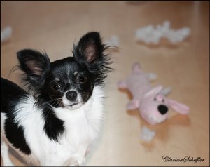 Abby-spielzeug.jpg Abby-spielzeug.jpg