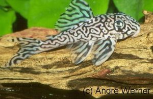 l250_hypancistrus_iriri_bild01.jpg