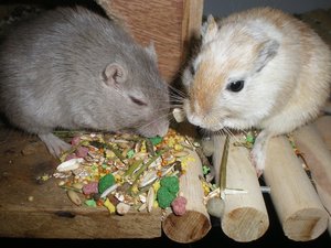 Die bleiben bei mir.JPG