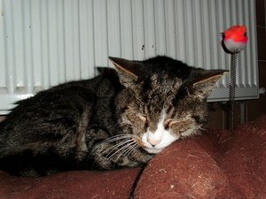 Halb fÃ¼nf 015.JPG