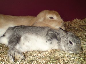 Häschen 138 (1024x768).jpg